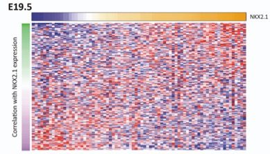 NKX2-1 developmental targets expression in lung tumors