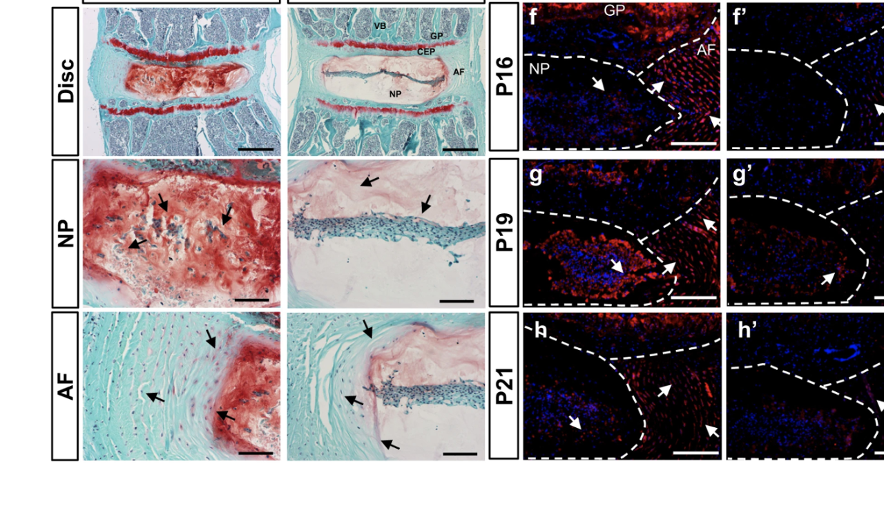 D+Q_Treated_BL6mice