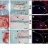 Green staining of coronal section of 8- and 17-week-old LG/J and SM/J mouse intervertebral discs showed healthy discs of LG/J, and degenerated discs of SM/J (top row, scale bars = 200 μm). High magnification view of NP tissue showed LG/J mice with vacuolated cells and a normal cellularity, while SM/J mice showed loss of vacuolated cells and presence of chondrocyte-like cells (black arrowheads) sparsely distributed within condensed and fibrotic matrix (white arrowheads, second row, scale bars = 50 μm). In SM/J mice, tissue boundaries between NP and AF (third row, scale bars = 50 μm), and between NP and endplate (bottom row, scale bars = 50 μm) were blurred at 17 weeks (black arrow). (C) Histological grading using modified Thompson scale was performed. There was a significant difference between two mouse strains in the proportion of degenerated NP at both age groups, and in the proportion of degenerated AF at 17 weeks. Data were collected from 3 discs per mouse (n = 6 mice per group). χ2 test. NS = not significant; ****, p ≤ 0.0001. smj_degeneration