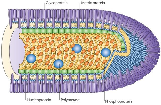 The rabies virus virion. Nature Reviews Microbiology 8, 51-61 (2010) file - Schnell Laboratory