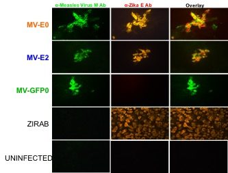 Measles vaccine vector expressing ZIKV prME i) before the N gene( MV-E0) ii) between the N and P genes (MV-E2) were generated. Vero cells infected with MV-E0 or MV-E2 and controls: a) parent Measles vector expressing GFP before N (MV-GFP0) b) ZIRAB (RABV based Zika vaccine) was characterized by immunofluorescence assay with MV-M protein stained in Green and Zika E protein stained in Red file - Measles vaccine vector