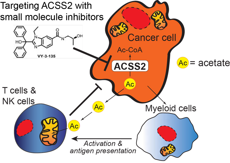 Targeting ACSS2 stimulates anti-tumor immunity. 