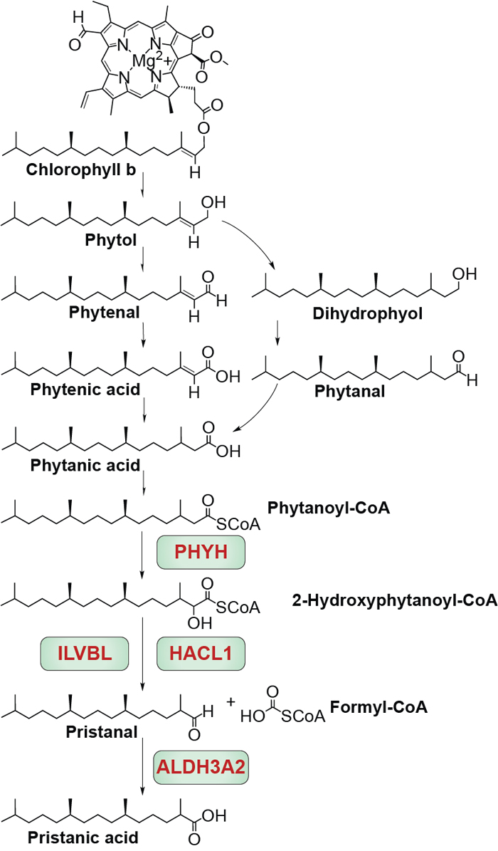 Fatty acid alpha-oxidation pathway for branched-chain fatty acids.