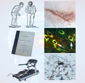Smeyne Laboratory