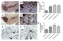 Smeyne Lab Figure 2
