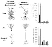 Role of Social Isolation on CNS Homeostasis