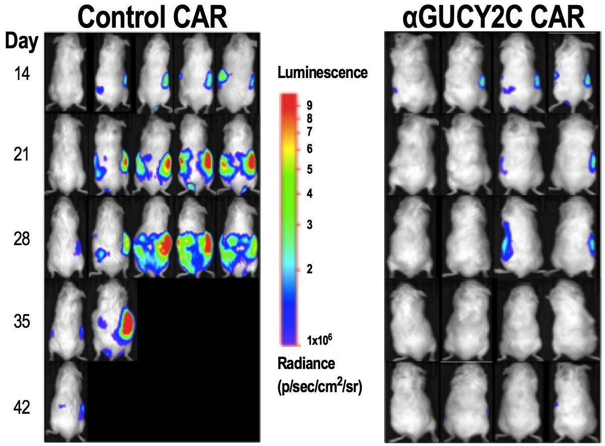 Metastatic colorectal cancer was established in mice and imaged by bioluminescence imaging (BLI). Mice were then treated with control or GUCY2C-specific CAR-T cells and tumor burden was monitored. metastatic