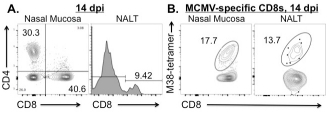 Immunity to cytomegalovirus in mucosal tissues