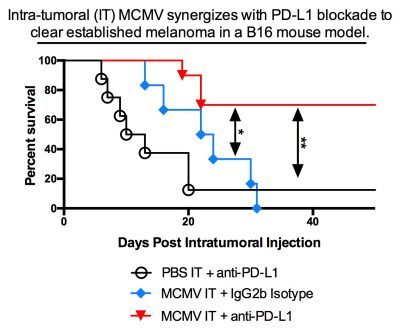 project2 - The use of cytomegalovirus to modify the tumor environment