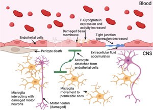 Extracellular Vesicles to Restore Neurovascular Integrity in ALS