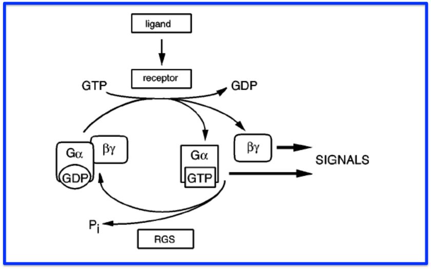 Homepage image - Wedegaertner Laboratory