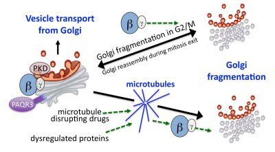 project1 - Signaling by G Protein beta-gamma subunits at the Golgi