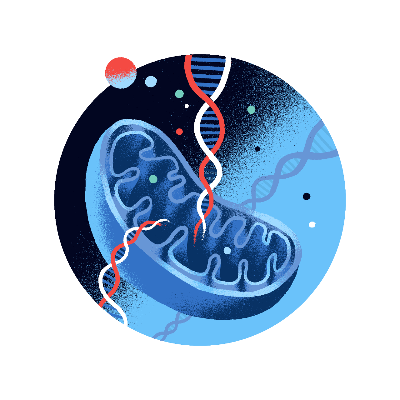 Illustration of a mitochondria