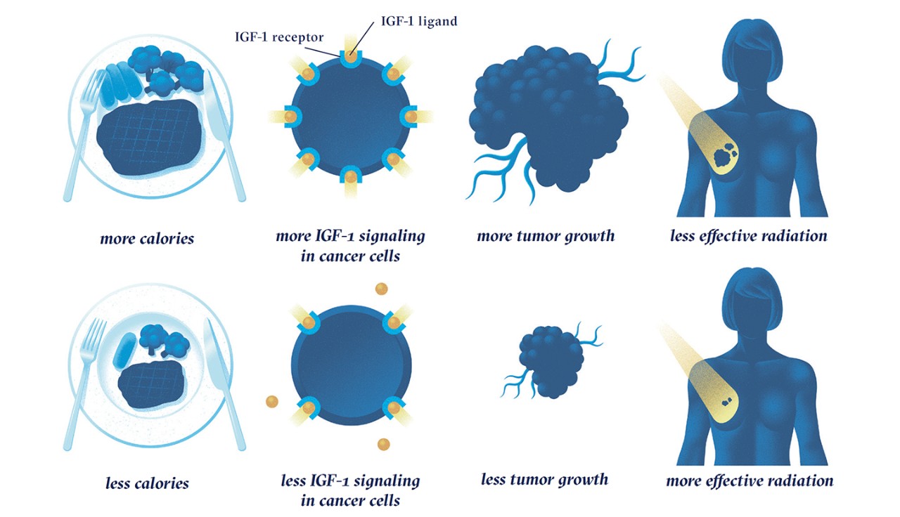 Illustration of a cell signaling pathway called IGF-1
